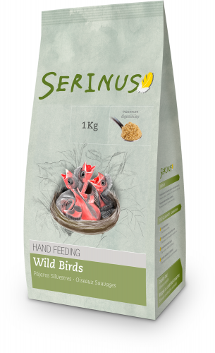 Serinus Hand Feeding Wild Birds (Native Birds)